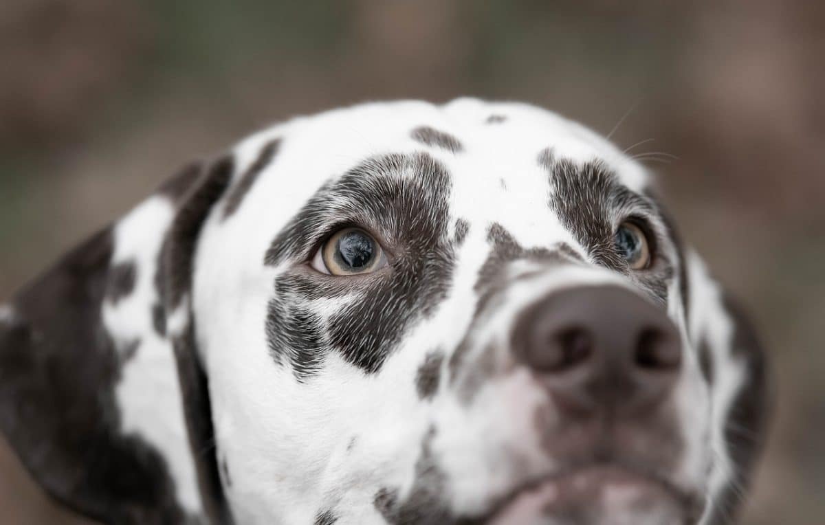 À Oloron, un acte tragique : un chien blessé par balle, la solidarité des amis se mobilise pour les frais vétérinaires