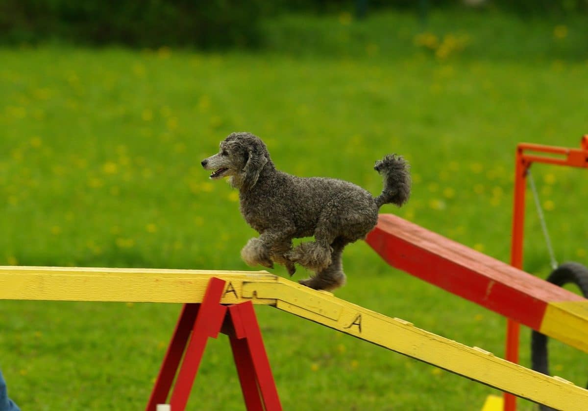 Saint-Hippolyte accueille un concours d’agility rassemblant 87 équipes de maîtres-chiens