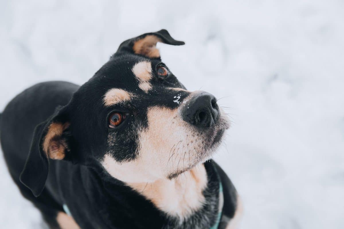 Savez-vous qu’un chien originaire du Jura a des racines surprenantes ?