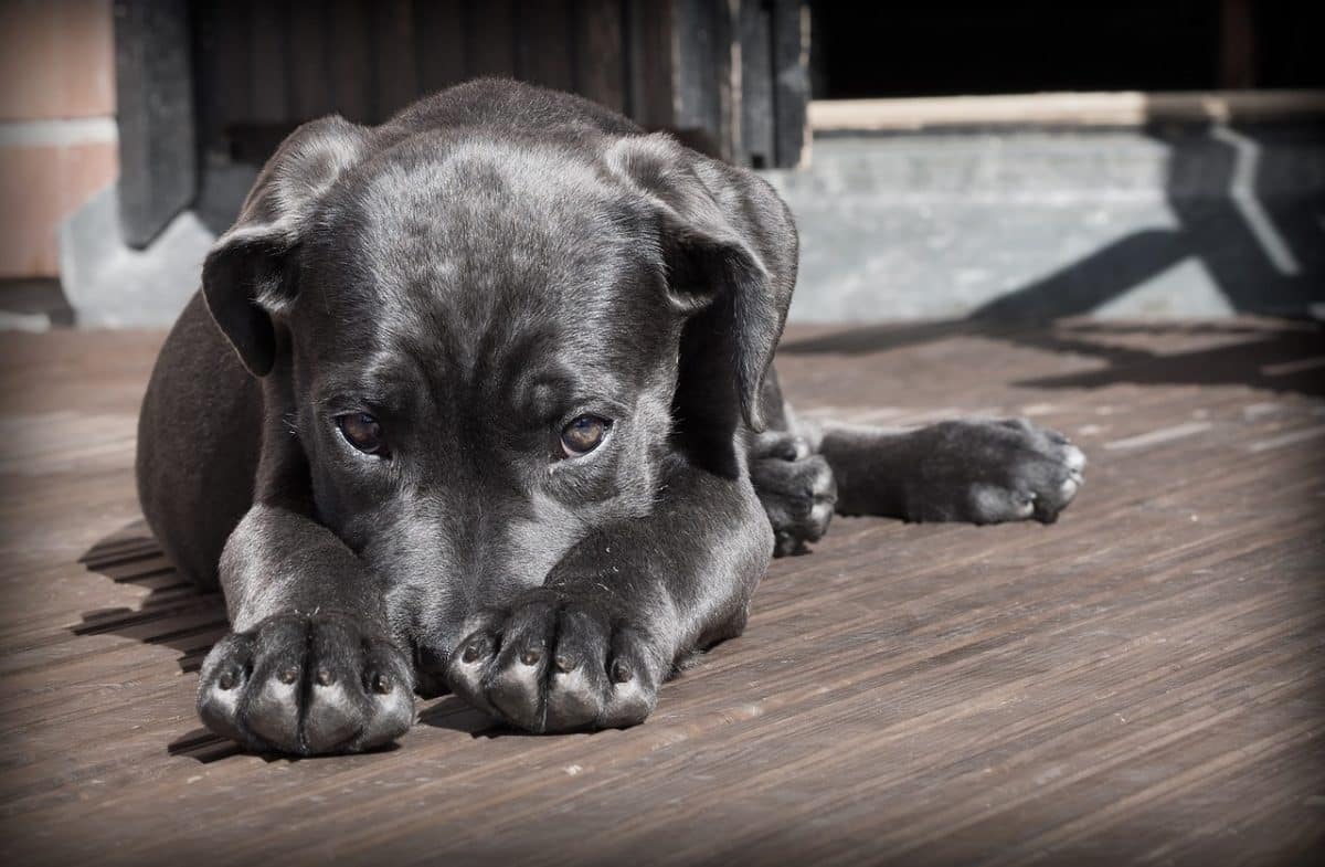 Un chien joueur plonge dans le canal et remonte à la surface avec une étonnante trouvaille : une cuisse humaine dans sa gueule !