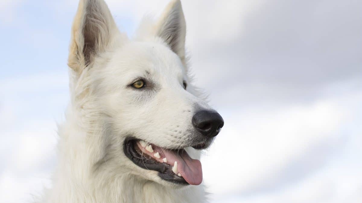 découvrez tout sur les chiens, leurs soins, leur éducation et leurs différents breeds. apprenez à mieux comprendre votre compagnon à quatre pattes et à le rendre heureux dans son environnement.