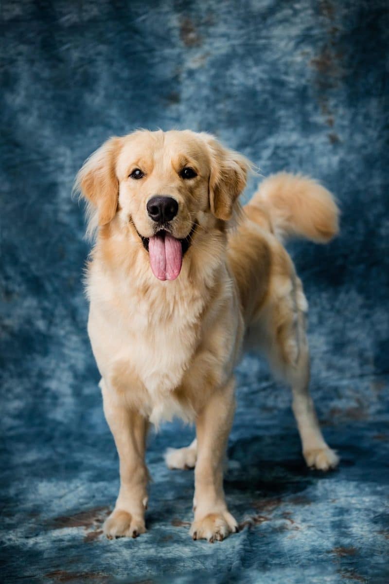 Laigneville : Mise en place de mesures strictes pour combattre l’errance canine