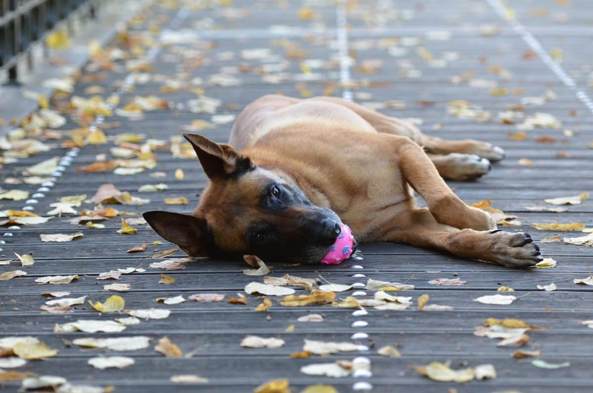 découvrez le malinois, un chien intelligent et énergique, reconnu pour ses compétences exceptionnelles en matière de travail et d'agilité. apprenez tout sur son caractère, ses besoins d'exercice, et comment en prendre soin pour en faire un compagnon idéal.