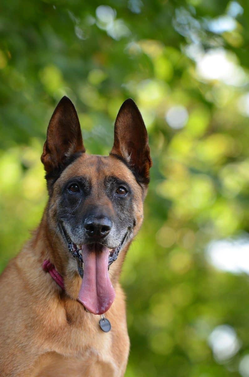 Un chien malinois attaque deux enfants à Lapalud, un policier municipal intervient en tirant sur l’animal