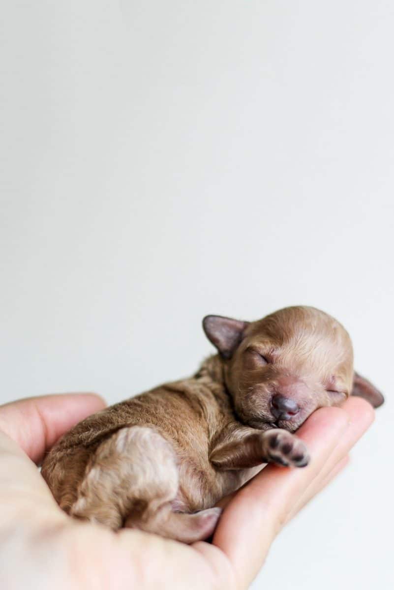 découvrez tout ce qu'il faut savoir sur les chiots : conseils d'élevage, soins, alimentation et éducation pour accompagner votre nouveau compagnon à quatre pattes dans ses premières étapes de vie.
