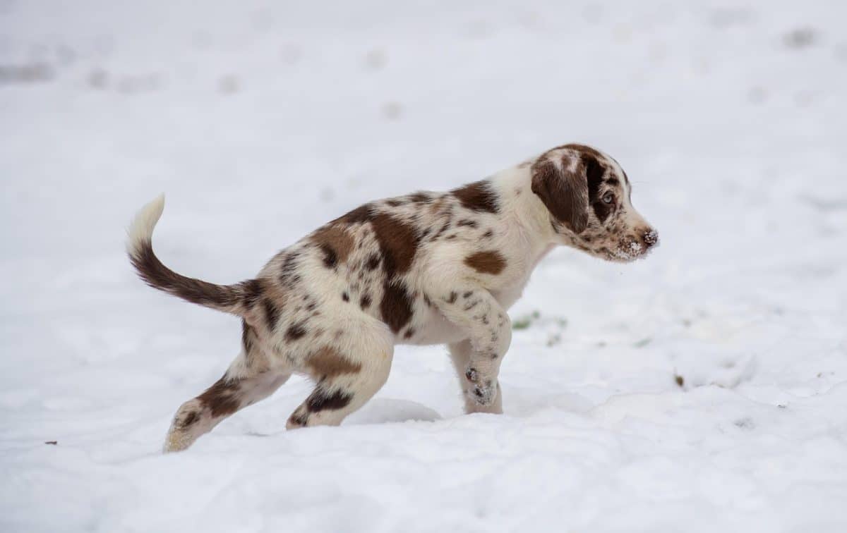 Un appel urgent : un chiot de 11 mois menacé d’euthanasie, les sauveteurs mobilisent 1,2 million de personnes pour un dernier espoir (vidéo