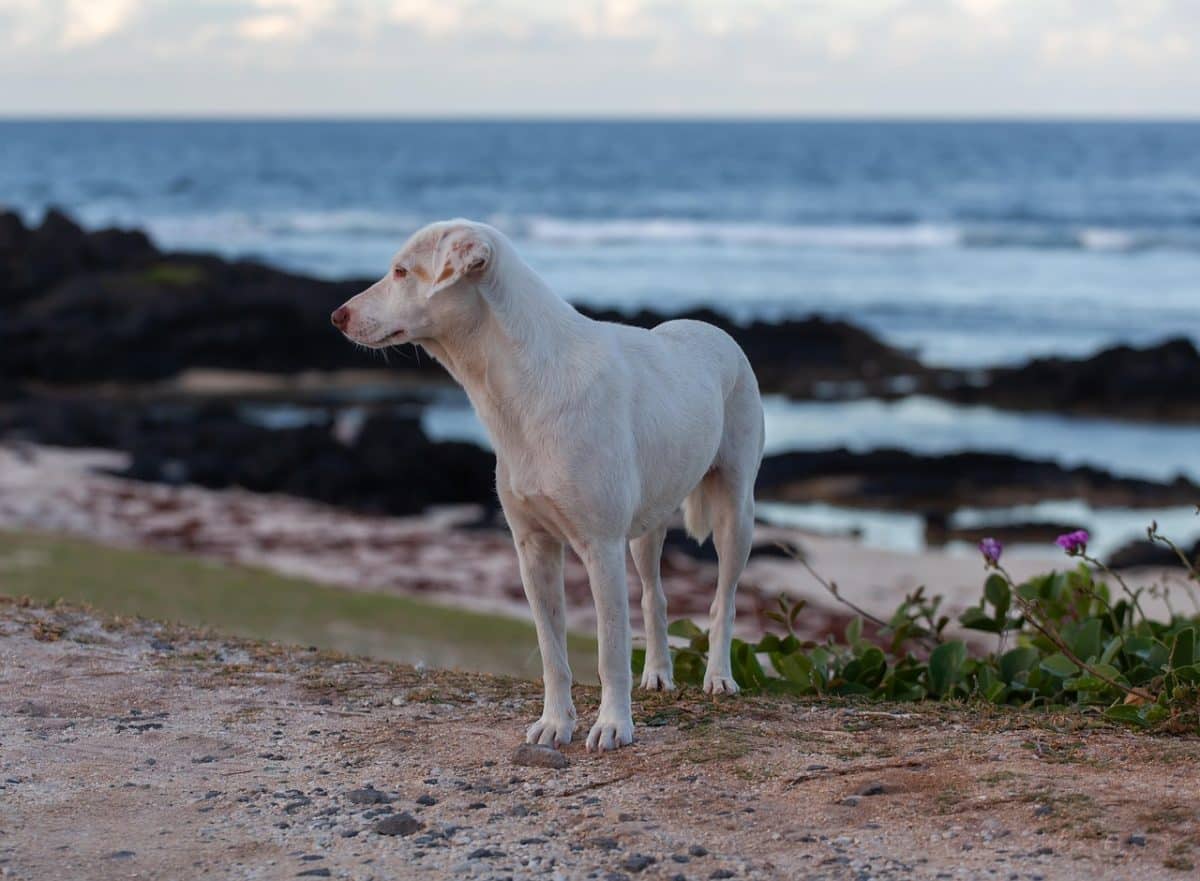 découvrez l'univers émouvant de 'stray dog', une exploration captivante de la vie des chiens errants et des défis auxquels ils font face. plongez dans une histoire poignante qui révèle la résilience et l'amour inconditionnel de ces animaux dans un monde souvent indifférent.