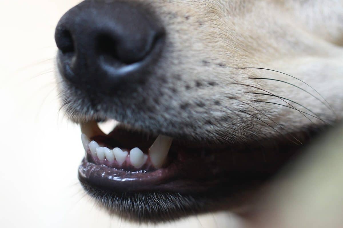 découvrez l'univers émouvant de 'stray dog', un film captivant qui explore la vie d'un chien errant à travers une quête poignante d'amour et de survie. suivez son parcours touchant et les rencontres inoubliables qui marquent son existence.