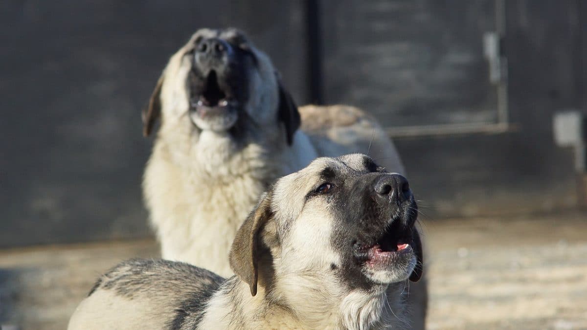 un arrêté pour appréhender un chien errant devenu sauvage dans une commune de la Nièvre