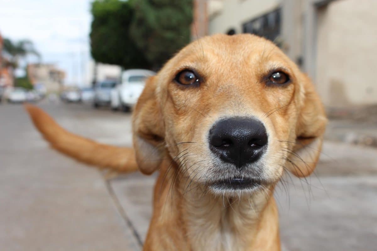 une terrible affaire de maltraitance animale sur un chien bouleverse Rimouski