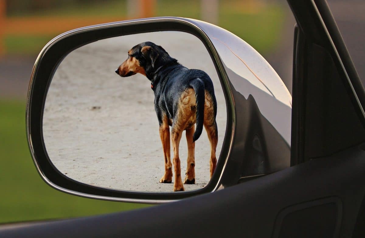 Des actes inqualifiables : un chien décapité et un chat retrouvé congelé vivant chez une résidente de Haute-Loire
