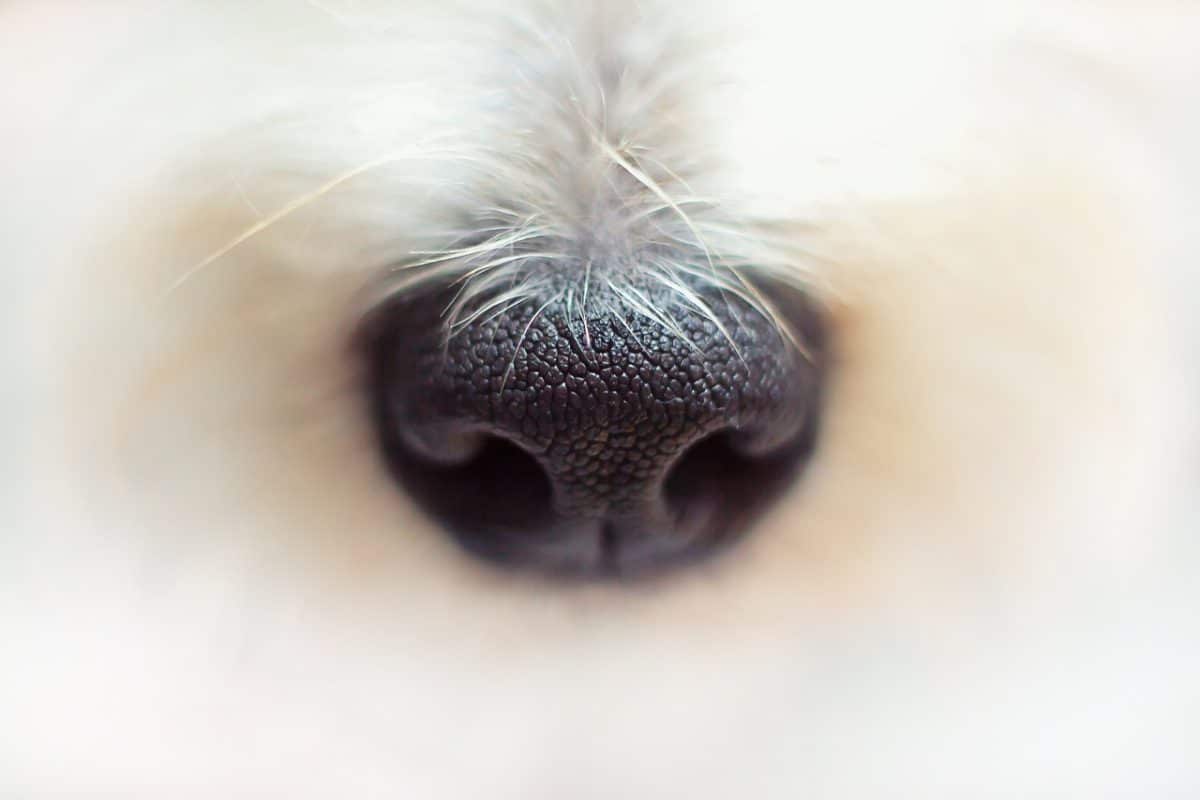 découvrez tout sur les chiens : conseils d'éducation, soins, alimentation et les meilleures races pour votre famille. explorez l'univers canin et trouvez le compagnon idéal.