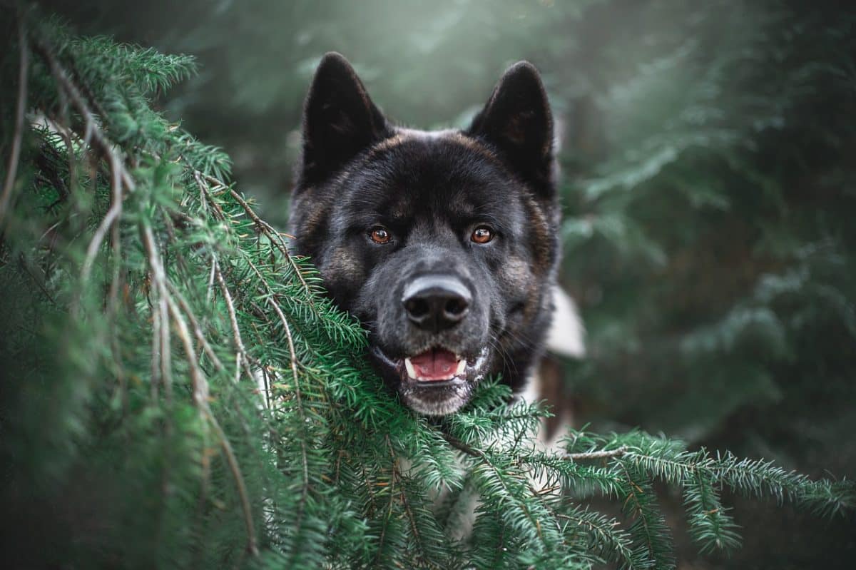 Sabine lutte pour retrouver son chien, saisi par la SPA durant son absence