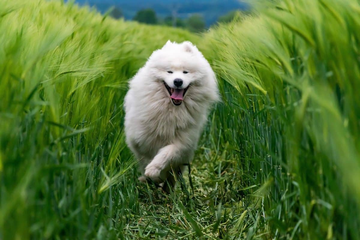 Un chien abattu dans les Alpes-Maritimes : une enquête révèle qu’il a été touché par balle
