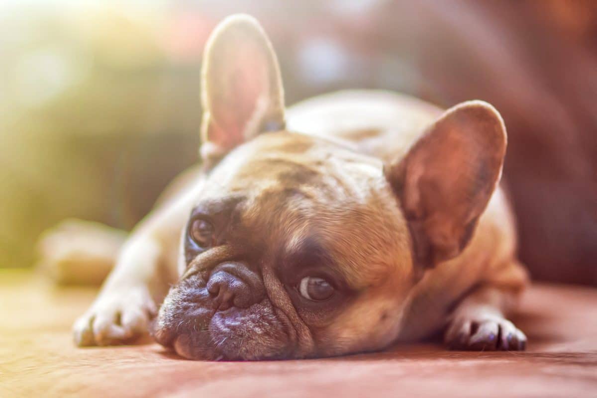 Un adolescent de Nice filme un chien jeté par la fenêtre : la défense joue sa dernière carte
