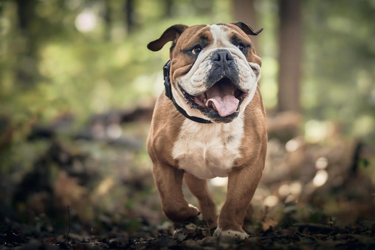 L’importance de votre chien par rapport à votre meilleur ami : une question de santé et de sociologie