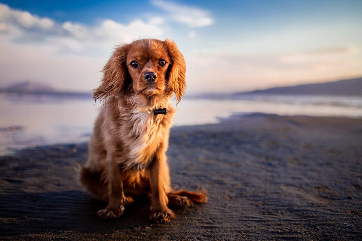 découvrez tout sur les chiens : conseils d'élevage, soins, alimentation, comportement et dressage. transformez votre compagnon à quatre pattes en un membre heureux et en bonne santé de votre famille.