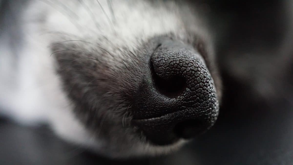 erreurs courantes dans l’éducation qui peuvent mener à l’agressivité chez votre chien