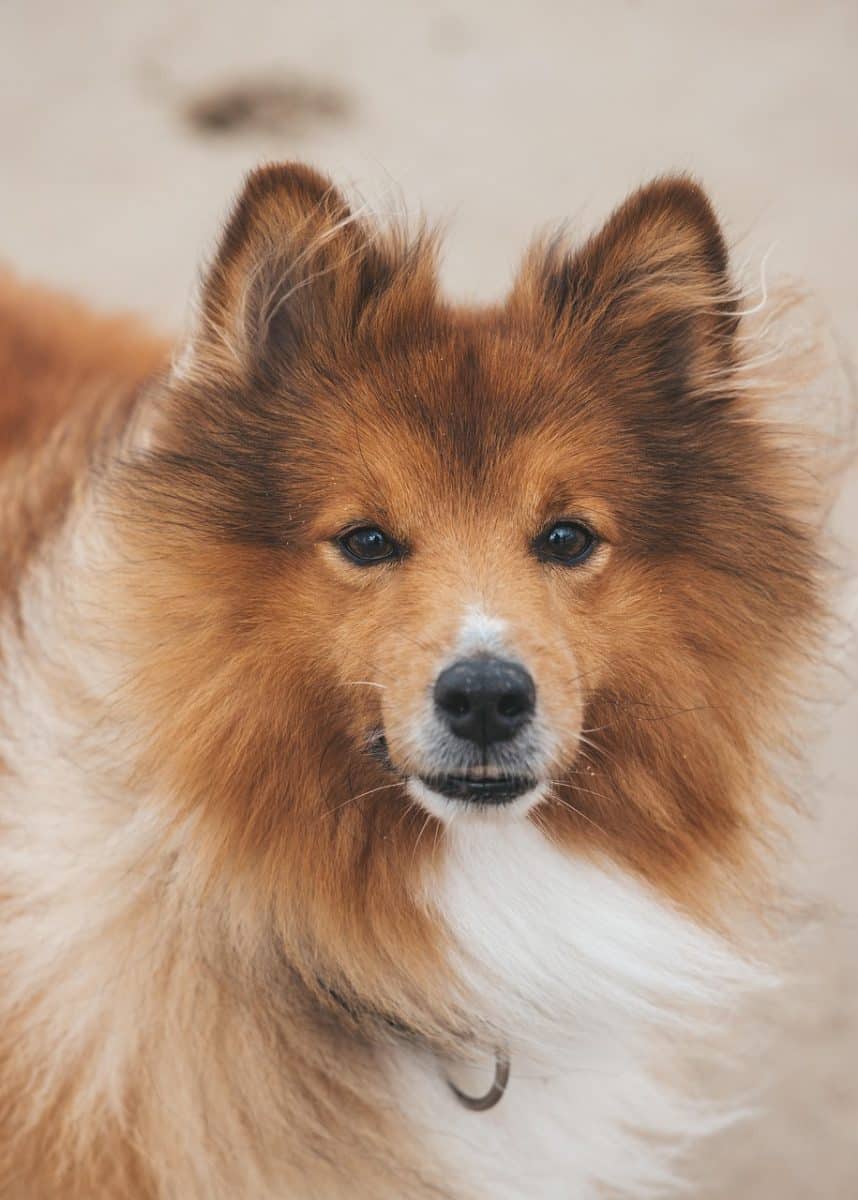 Victime d’une attaque canine, une factrice des Landes raconte son traumatisme et l’angoisse d’une amputation évitée