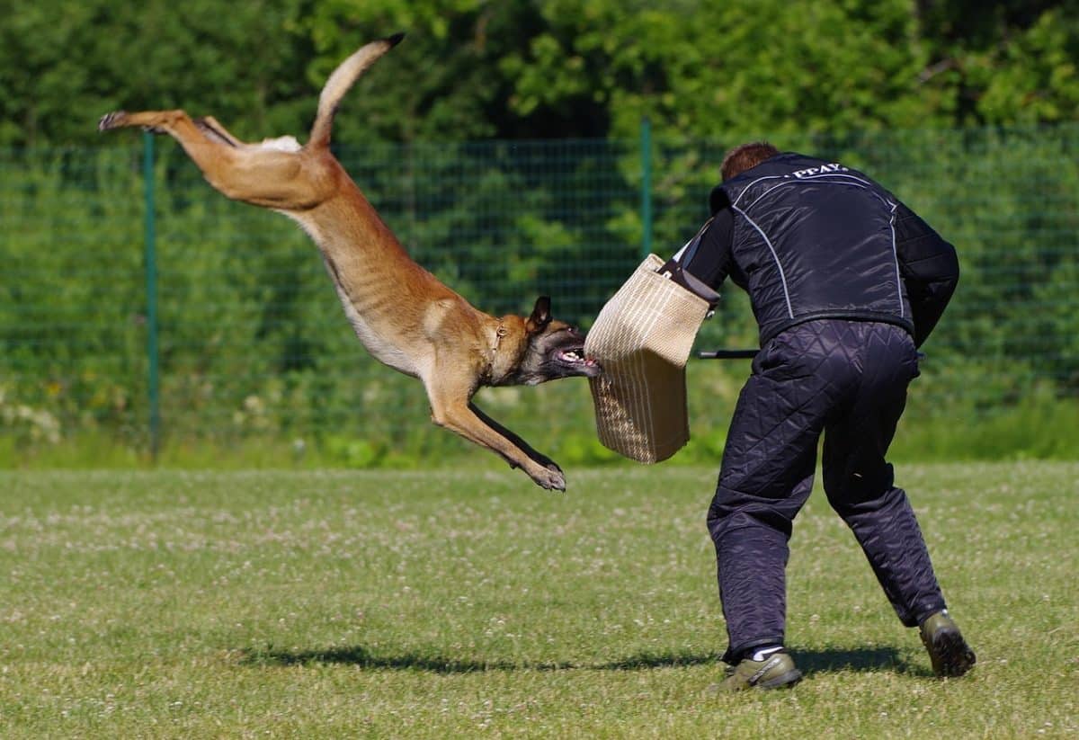 Quand les chiens mordent et les maîtres s’armaient : une altercation canine à Paris tourne au drame
