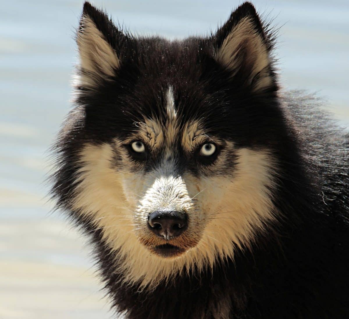 Un bébé mordu par un chien : le propriétaire échappe à la condamnation