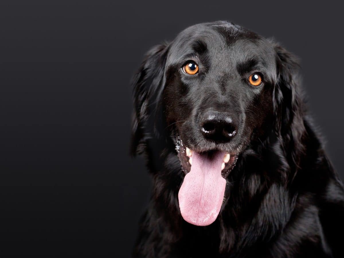 découvrez tout ce qu'il faut savoir sur la garde des chiens après une séparation. conseils légaux, droits des propriétaires, et solutions pour assurer le bien-être de votre compagnon à quatre pattes.
