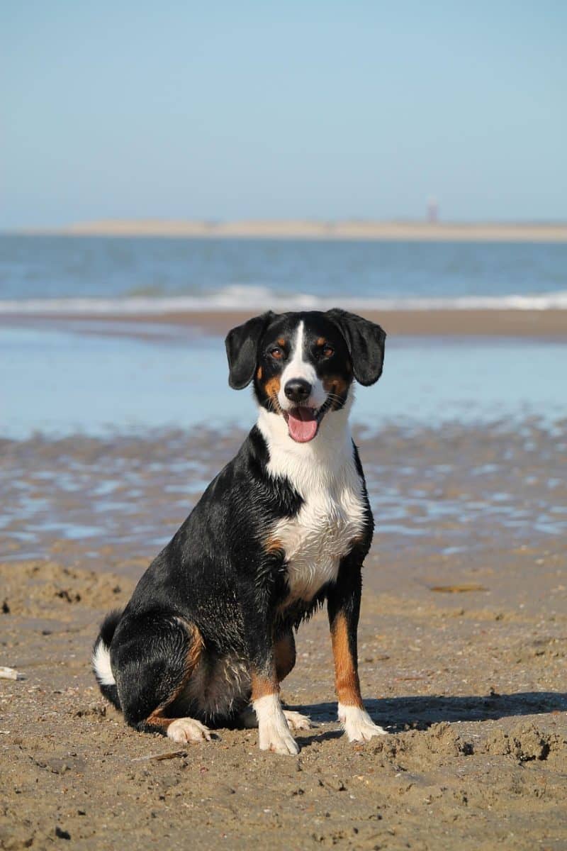 Un chien sauvé après une chute dans un puits à La Seyne