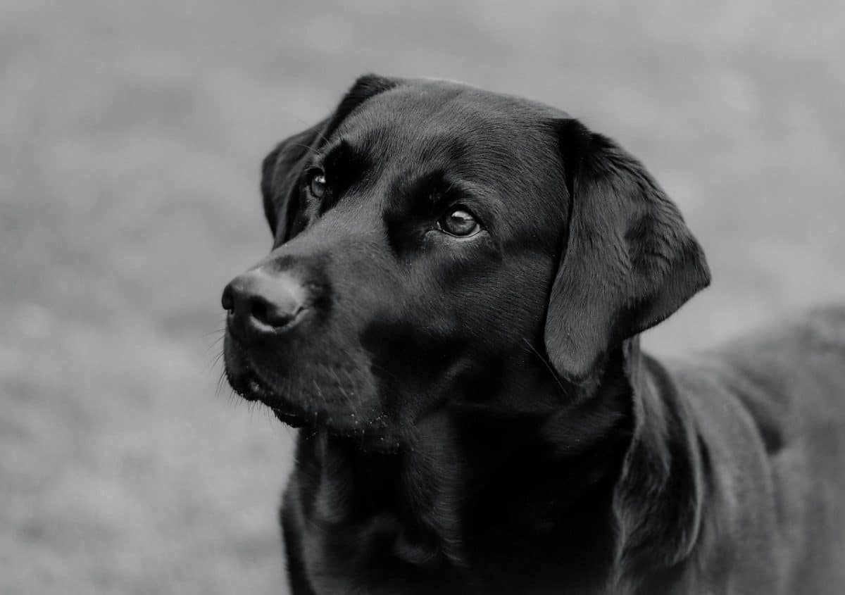 À Paris, le parc Monceau permet aux chiens de s’épanouir sans laisse