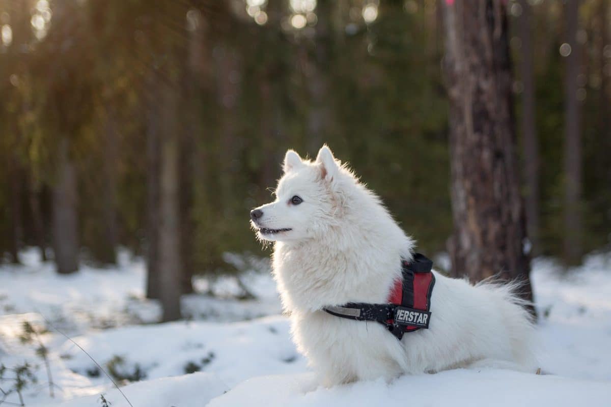 découvrez l'histoire inspirante d'un chien héroïque, prêt à défendre son maître et à surmonter tous les obstacles pour protéger ceux qu'il aime. une aventure touchante qui met en lumière le courage et la fidélité de ces animaux exceptionnels.