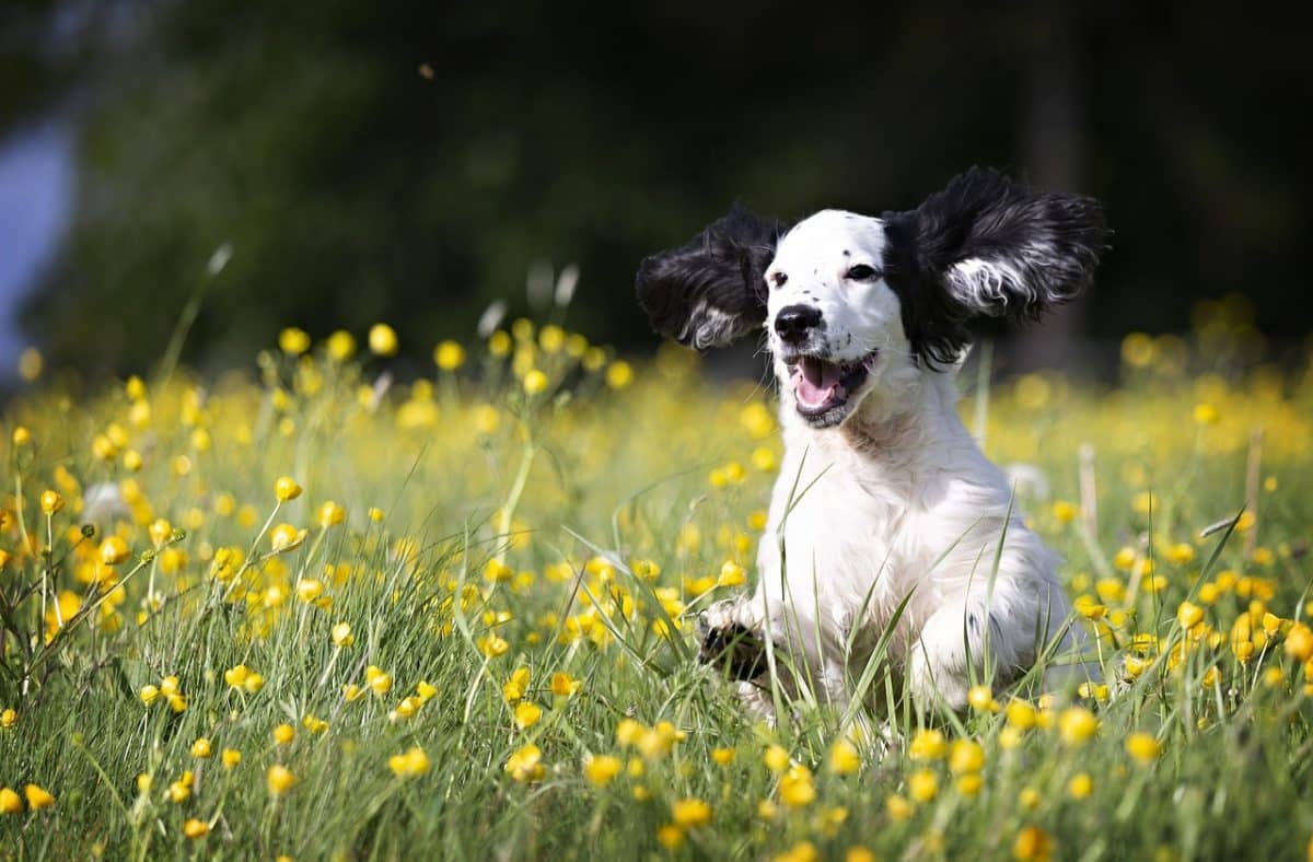découvrez le monde adorable des chiots : conseils d'élevage, alimentation, éducation et bien-être pour offrir à votre nouveau compagnon à quatre pattes une vie épanouie.