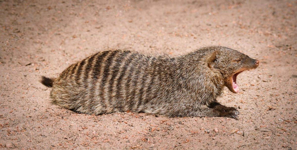 découvrez le mangouste asiatique, un petit mammifère fascinant aux comportements intrigants et à l'habitat varié. apprenez-en plus sur ses caractéristiques, son alimentation et son rôle dans l'écosystème asiatique.