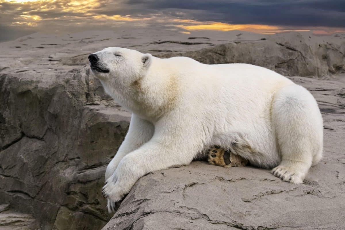 Un homme et son fidèle compagnon canin retrouvés dans un état tragique : la police enquête sur une possible attaque d’ours