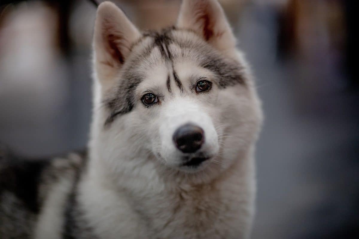 découvrez tout sur les chiens : conseils, soins, races, et comportements. apprenez à mieux comprendre votre compagnon à quatre pattes et offrez-lui le bonheur qu'il mérite.