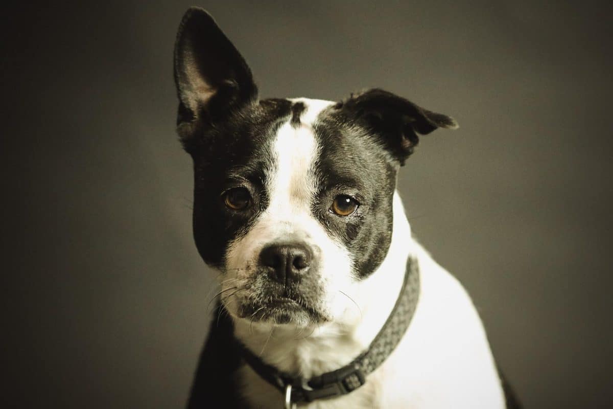 Un chien au sourire contagieux passe inaperçu lors d’une journée d’adoption