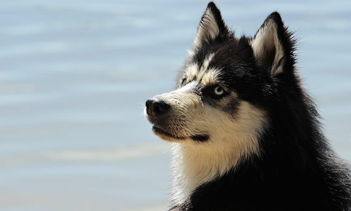 découvrez les différentes races de chiens, leur caractère, leurs besoins et conseils pour bien les élever. que vous soyez à la recherche d'un compagnon loyal ou d'un chien de travail, trouvez la race qui vous correspond.