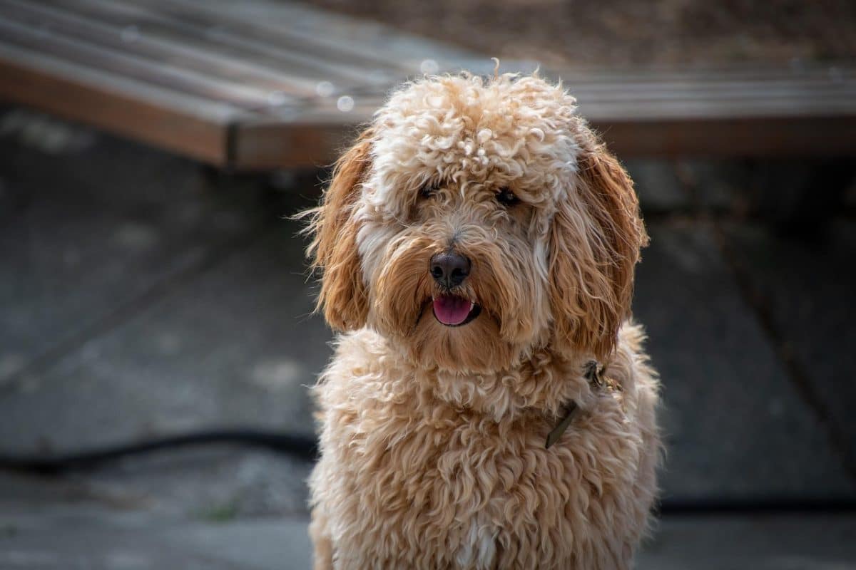 Chiens enlevés : découvrez les races les plus ciblées et les moyens de les sécuriser