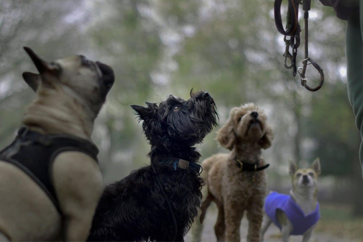 Mazille : un groupe aspire à devenir conducteur de chien de rouge