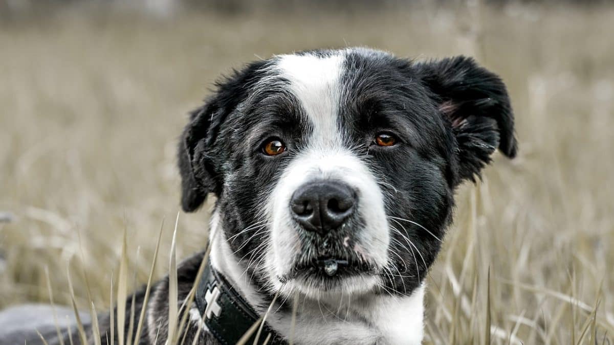 Un chien victime d’un piège en Ille-et-Vilaine : « ses hurlements résonneront toujours en moi »