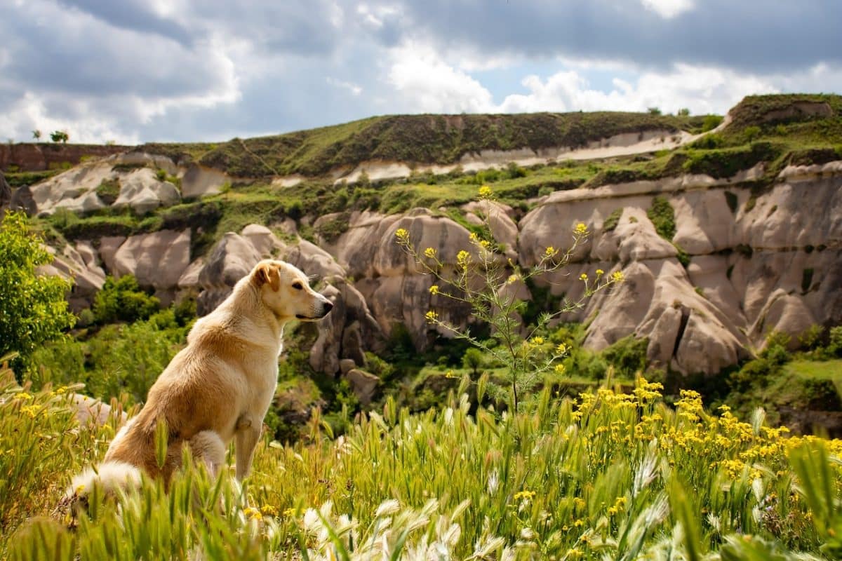 Ne commettez pas cette erreur fréquente en promenant votre chien : elle peut vous valoir une amende jusqu’à 750 euros