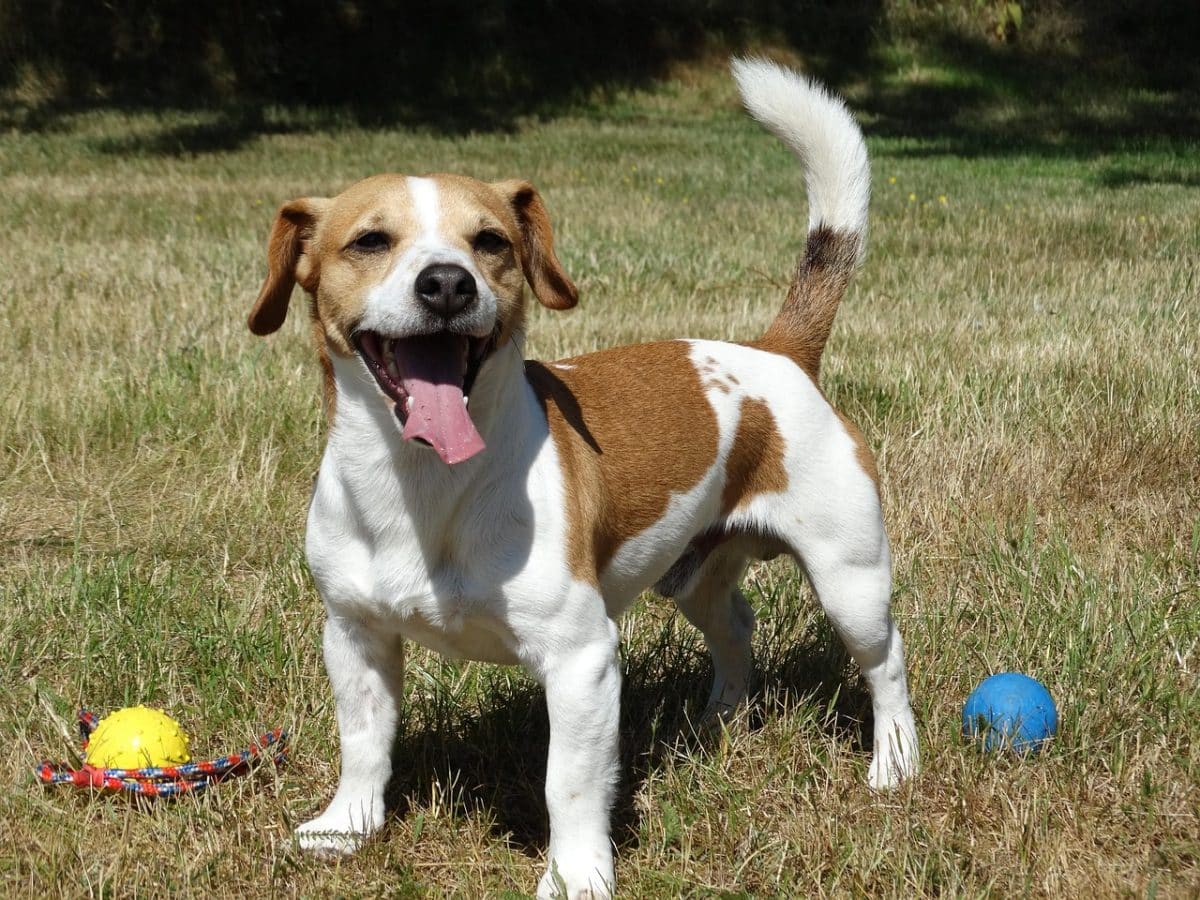 découvrez tout sur le jack russell : un chien énergique et intelligent, apprécié pour sa vivacité et son tempérament joueur. idéal pour les familles actives, ce compagnon fidèle saura égayer votre quotidien.