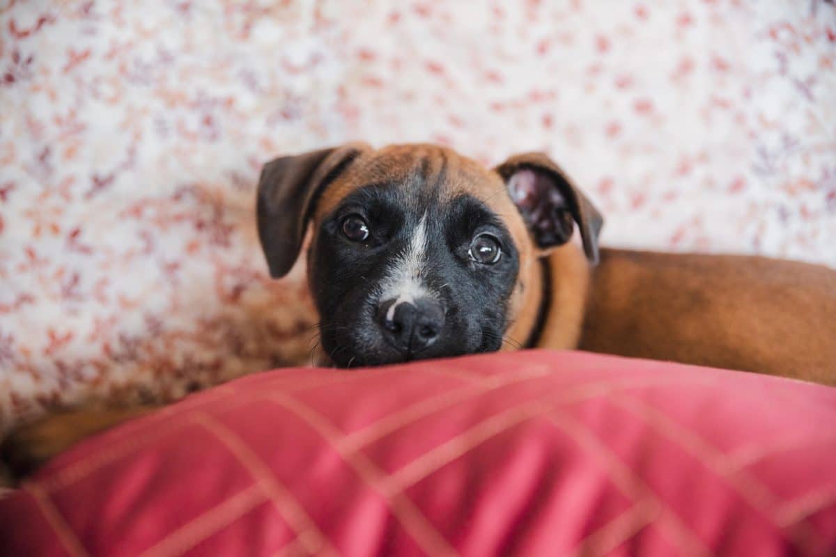 Des chiens maltraités retrouvés et secourus par une association à Lyon