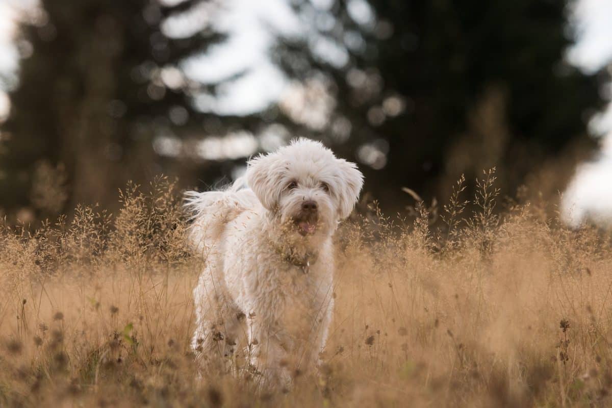 découvrez l'histoire inspirante des chiens sauvés, en quête d'une seconde chance. apprenez comment ces animaux courageux surmontent les défis de la vie et retrouvent l'amour et la sécurité d'un foyer chaleureux.