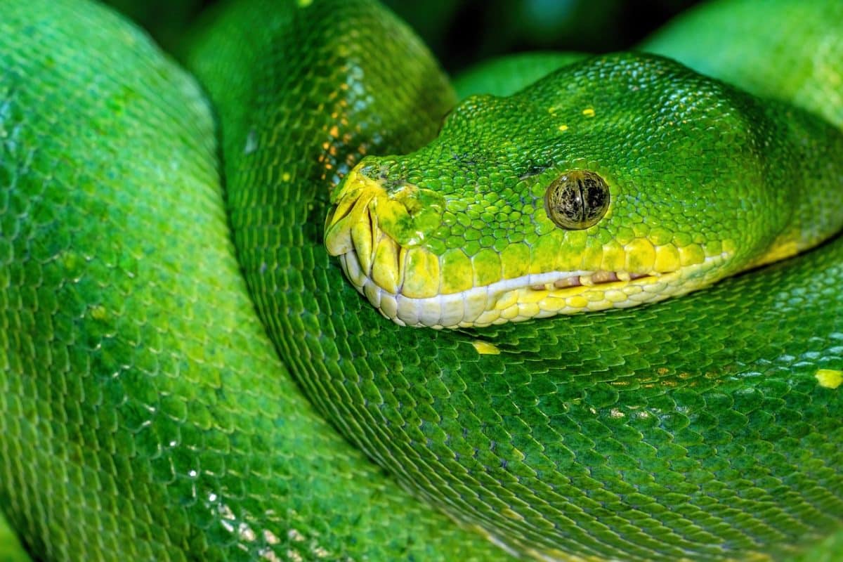 Un drôle de voisin : des serpents pour contrer les aboiements du chien