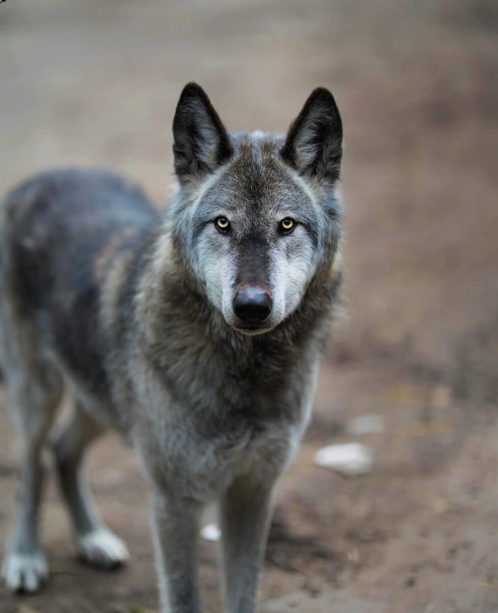 découvrez le czechoslovakian wolfdog, une race fascinante issue du croisement entre un chien de berger et un loup. apprenez-en plus sur son caractère, son apparence unique et ses besoins spécifiques. idéal pour les amateurs de chiens actifs et les passionnés de nature.
