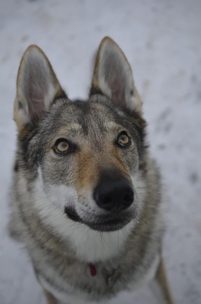 Découvrez Tobias, le chien-loup tchécoslovaque qui incarne le loup de Saint-Augustin !