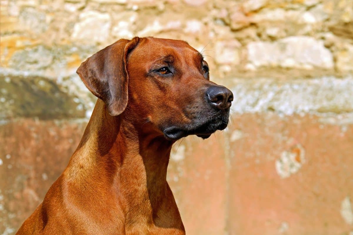 Allier : le cri du cœur d’un maître en détresse à la recherche de son chien Arön