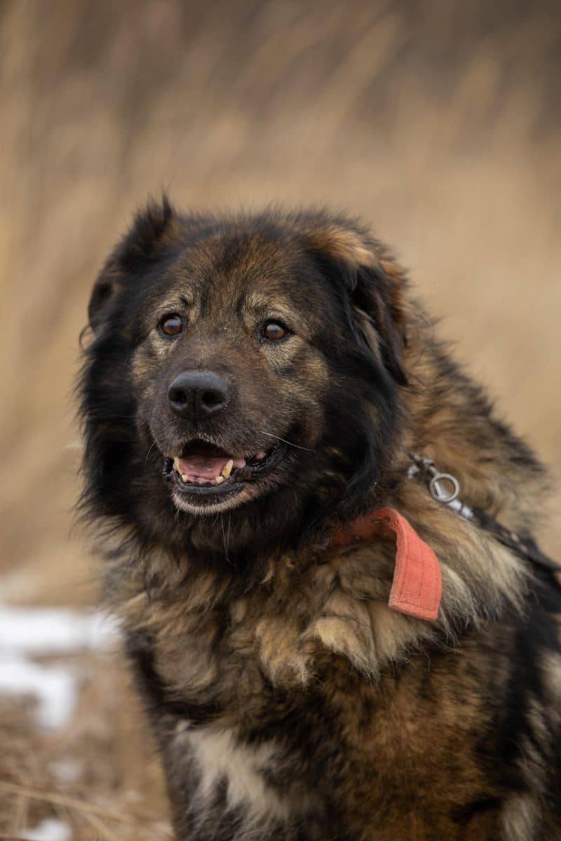 adoptez un compagnon fidèle et aimant ! découvrez notre guide complet sur l'adoption de chiens et trouvez le partenaire idéal pour votre famille. offrez une seconde chance à un chien en quête d'amour !