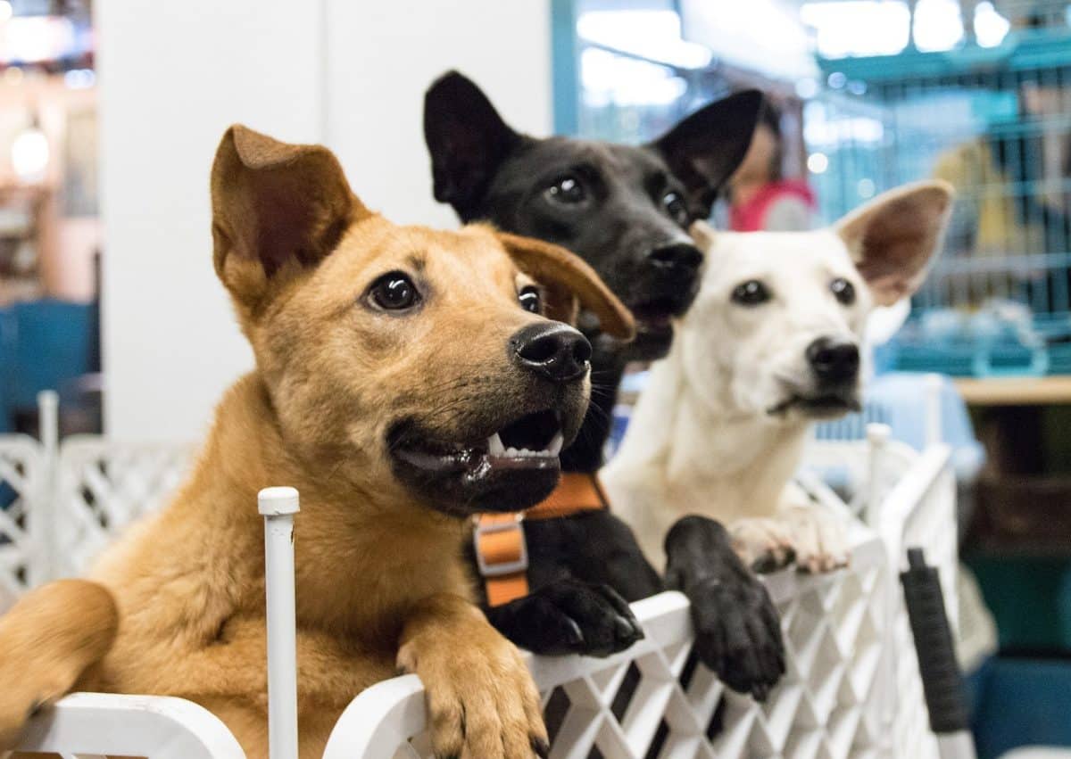 Adopter un chien : découvrez les nouvelles obligations qui transformeront votre quotidien dès juin 2025