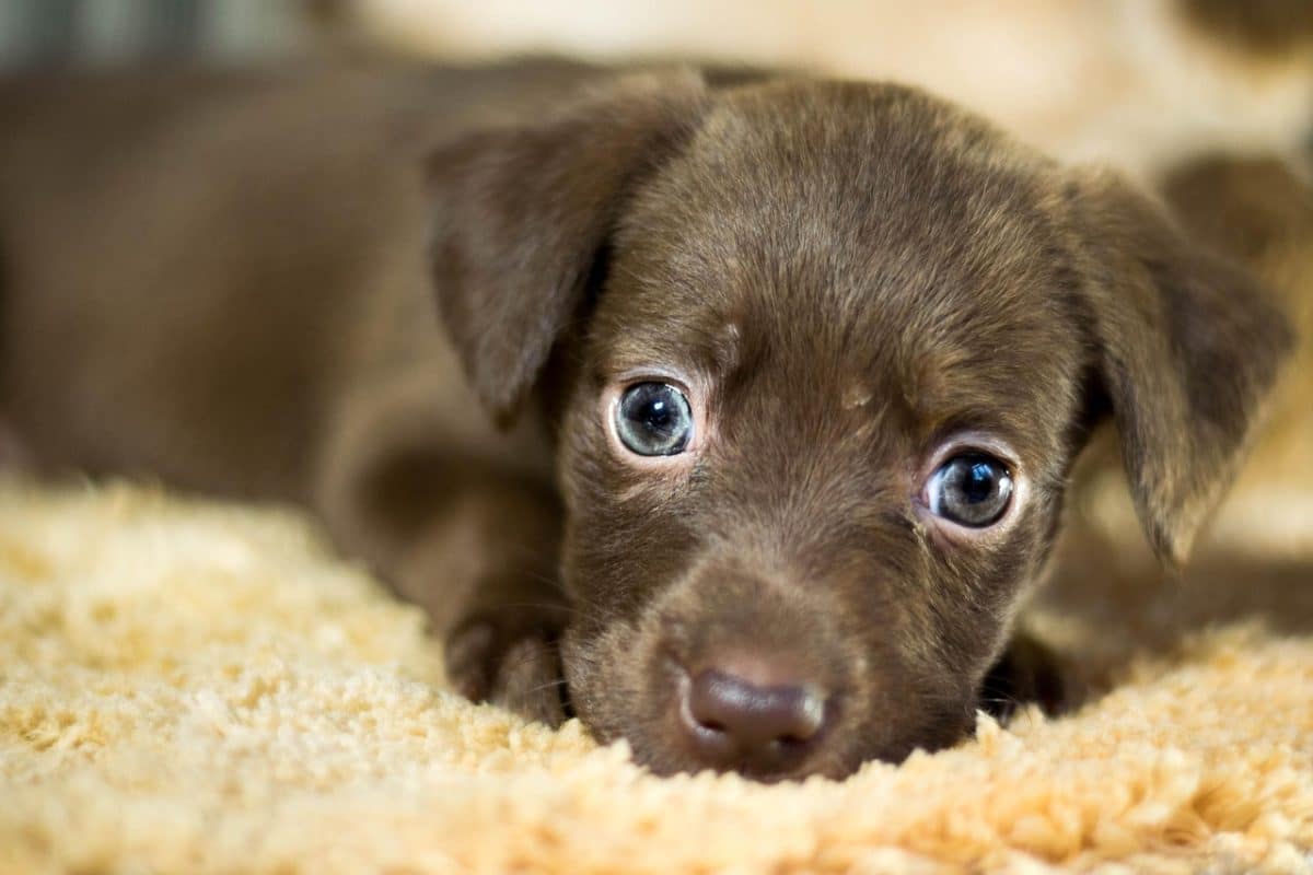 Adopter un chien ? Soyez vigilant face à ces races souvent plus délicates