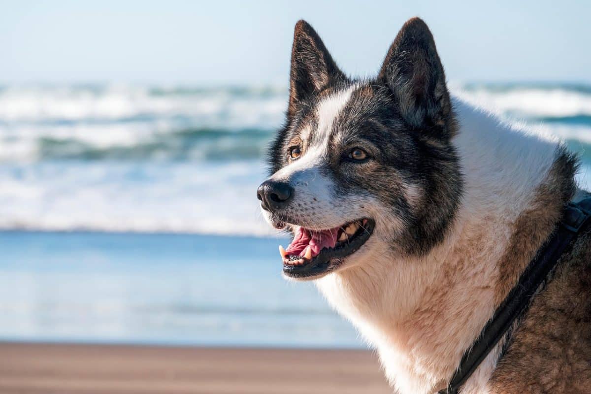 Un homme condamné à indemniser ses voisins à cause des aboiements incessants de son chien